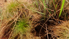 Bulbostylis paradoxa