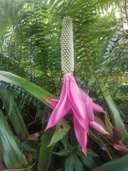 Aechmea mariae-reginae