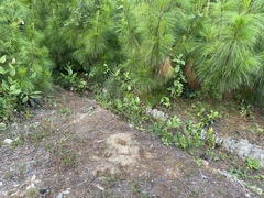 Dendrortyx leucophrys