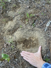 Dendrortyx leucophrys