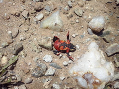 Melanophryniscus stelzneri