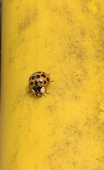 Harmonia axyridis