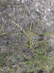 Cyperus acuminatus