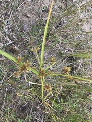 Cyperus acuminatus