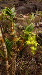 Epidendrum alsum