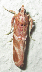 Trachypteryx rhodoxantha