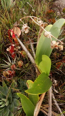 Heliamphora