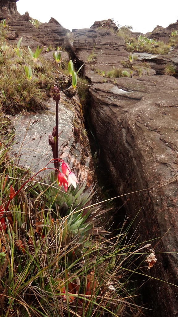 Heliamforas — Heliamphora spp.