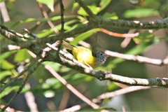 Phylloscopus castaniceps