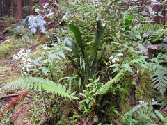 Antrophyopsis boryana