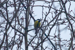 Parus major