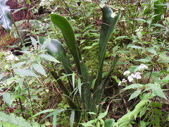 Antrophyopsis boryana
