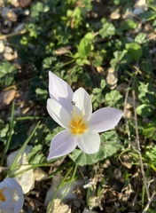 Crocus laevigatus