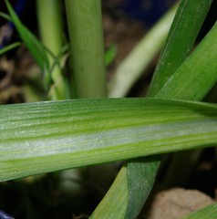 Ornithogalum baeticum image