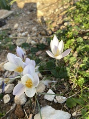 Crocus laevigatus