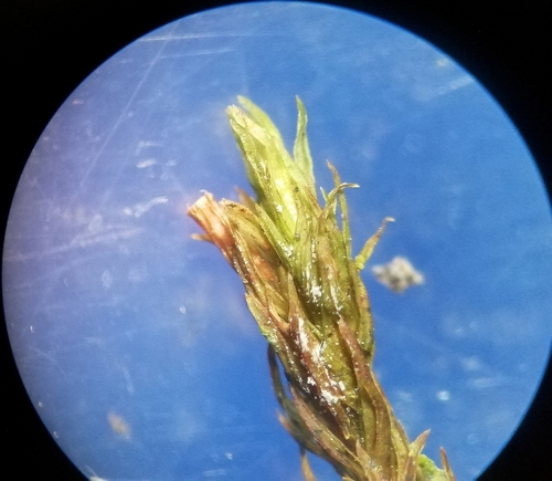 Wood Bristle-moss