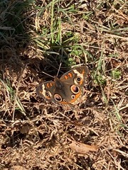 Junonia coenia