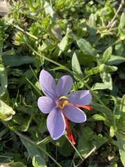 Crocus cartwrightianus