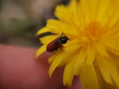 Arthrobrachus nigromaculatus