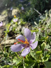 Crocus cartwrightianus