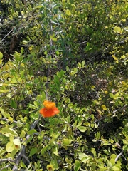 Adenophyllum aurantium