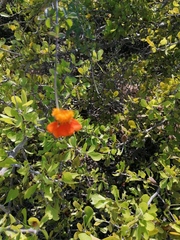 Adenophyllum aurantium