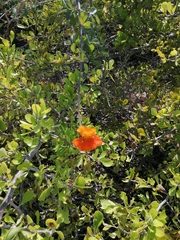 Adenophyllum aurantium