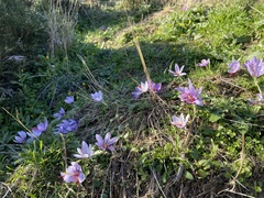 Crocus cartwrightianus