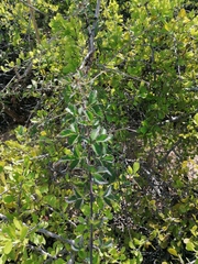 Adenophyllum aurantium