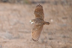 Burrowing Owl photo 4
