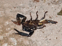 Scorpionoidea