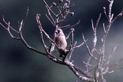 Pyrrhula nipalensis