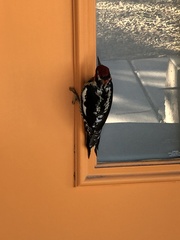 Sphyrapicus nuchalis