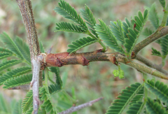 Dichrostachys cinerea