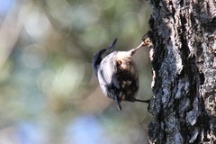 Sitta nagaensis