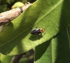 Aspidobothrys ruficeps