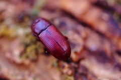 Uloma culinaris