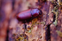 Uloma culinaris