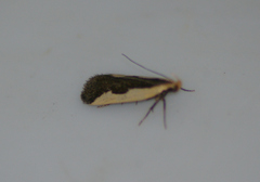 Dichomeris inserrata