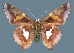 Epargyreus clarus clarus