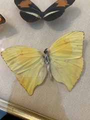 Phoebis neocypris rurina