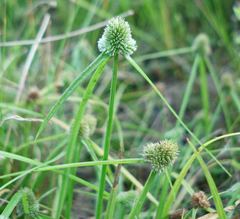 Cyperus hortensis