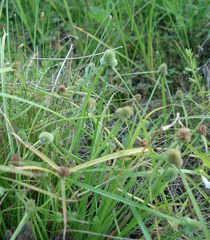 Cyperus hortensis