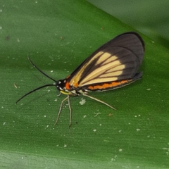 Drymoea chrysomela