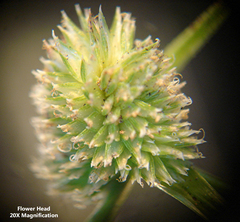 Cyperus hortensis