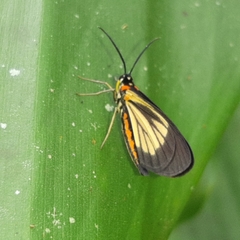 Drymoea chrysomela