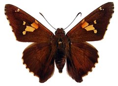 Epargyreus clarus clarus