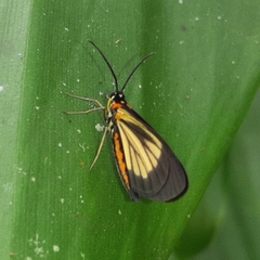 Drymoea chrysomela