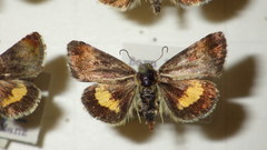 Panemeria tenebrata