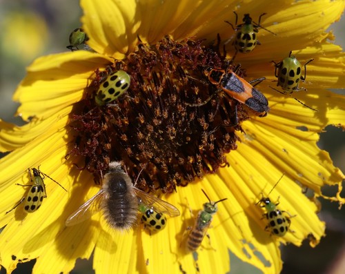 Spotted cucumber beetle